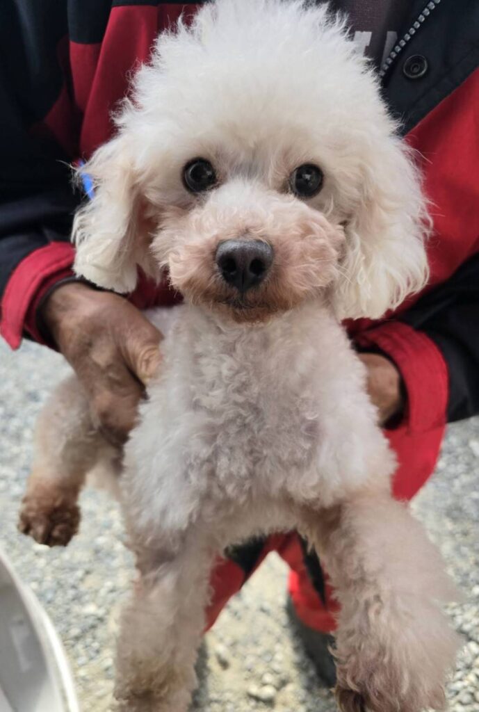 華clubで預かっている里親を探している保護犬です。