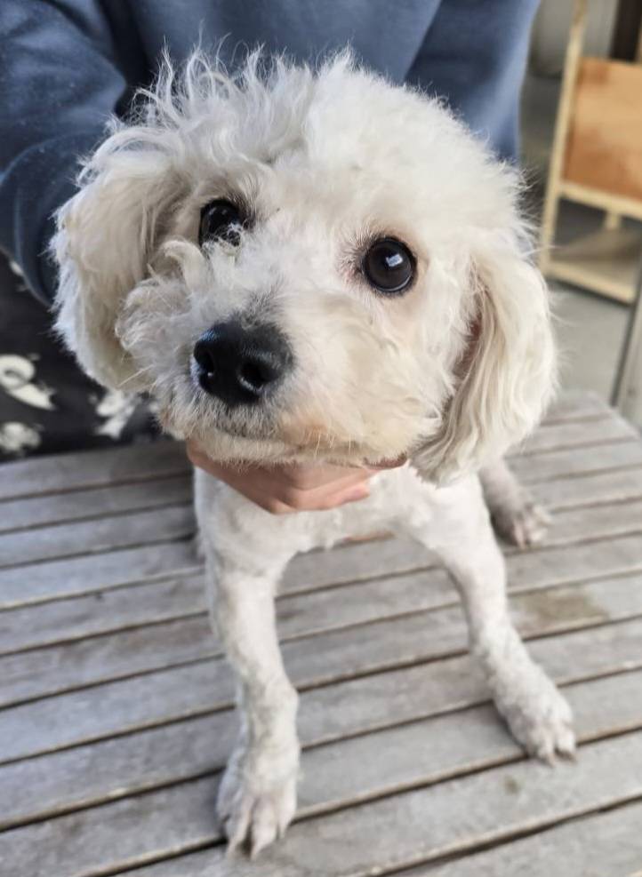 華clubで預かっている里親を探している保護犬です。