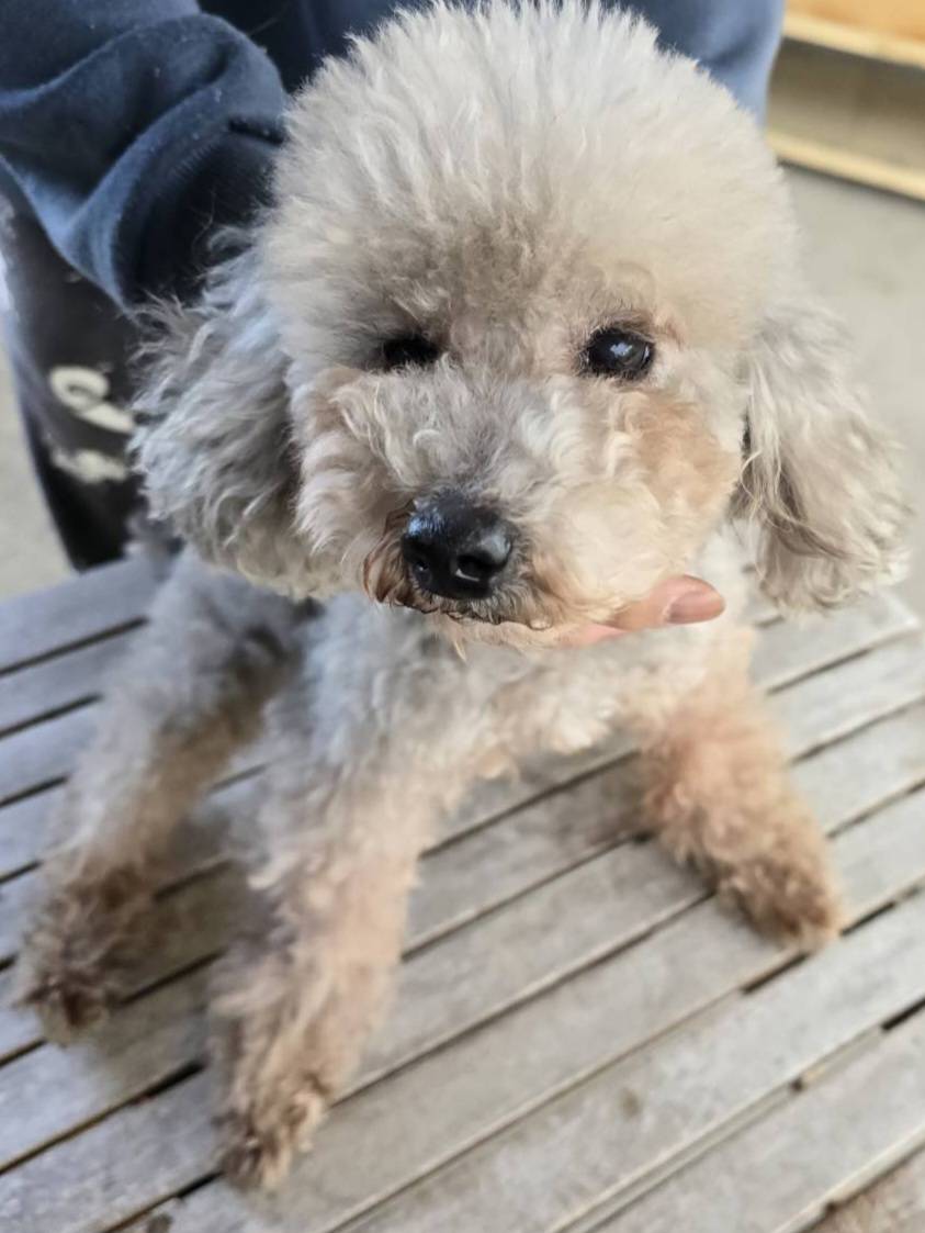 華clubで預かっている里親を探している保護犬です。