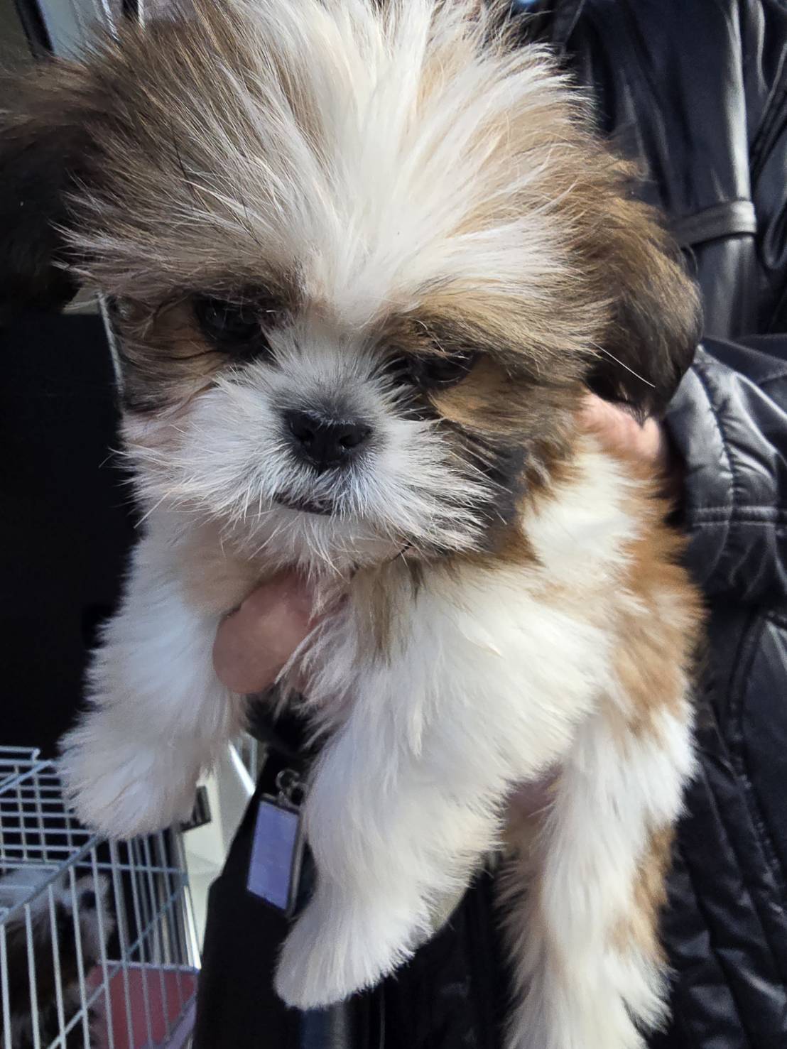 華clubで預かっている里親を探している保護犬です。