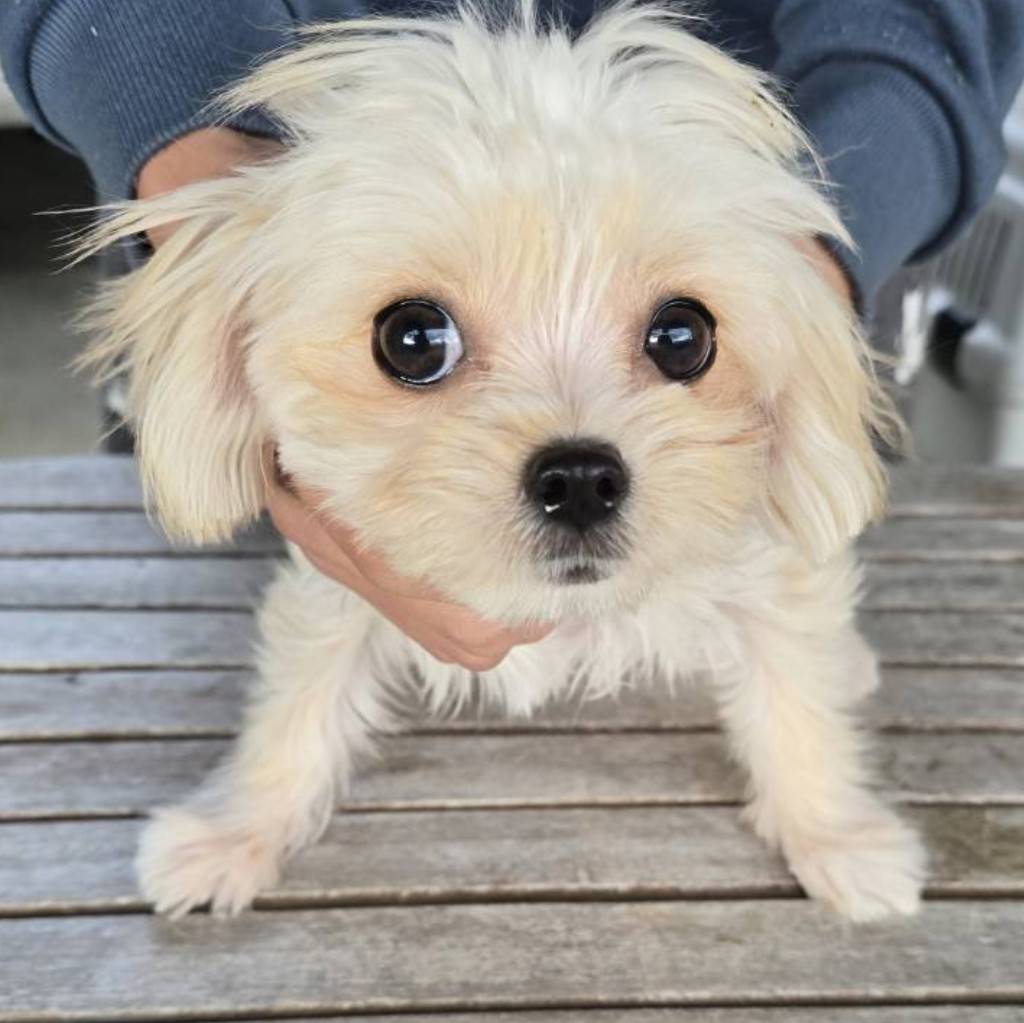 華clubで預かっている里親を探している保護犬です。