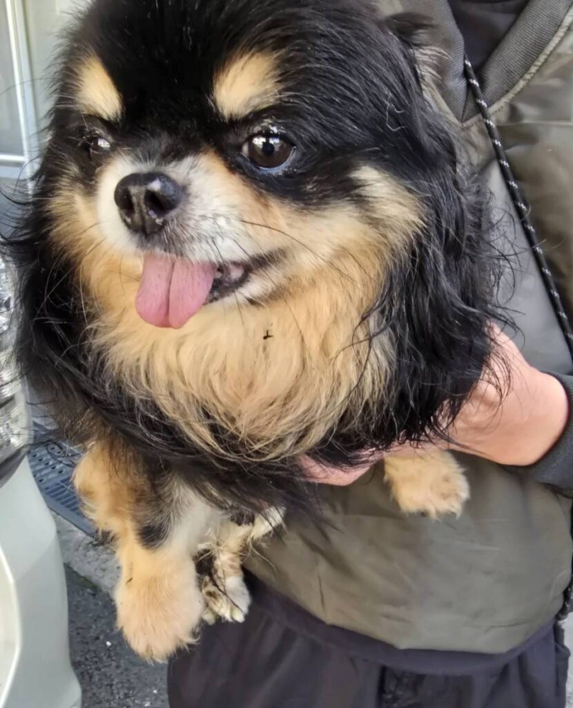 華clubで預かっている里親を探している保護犬です。