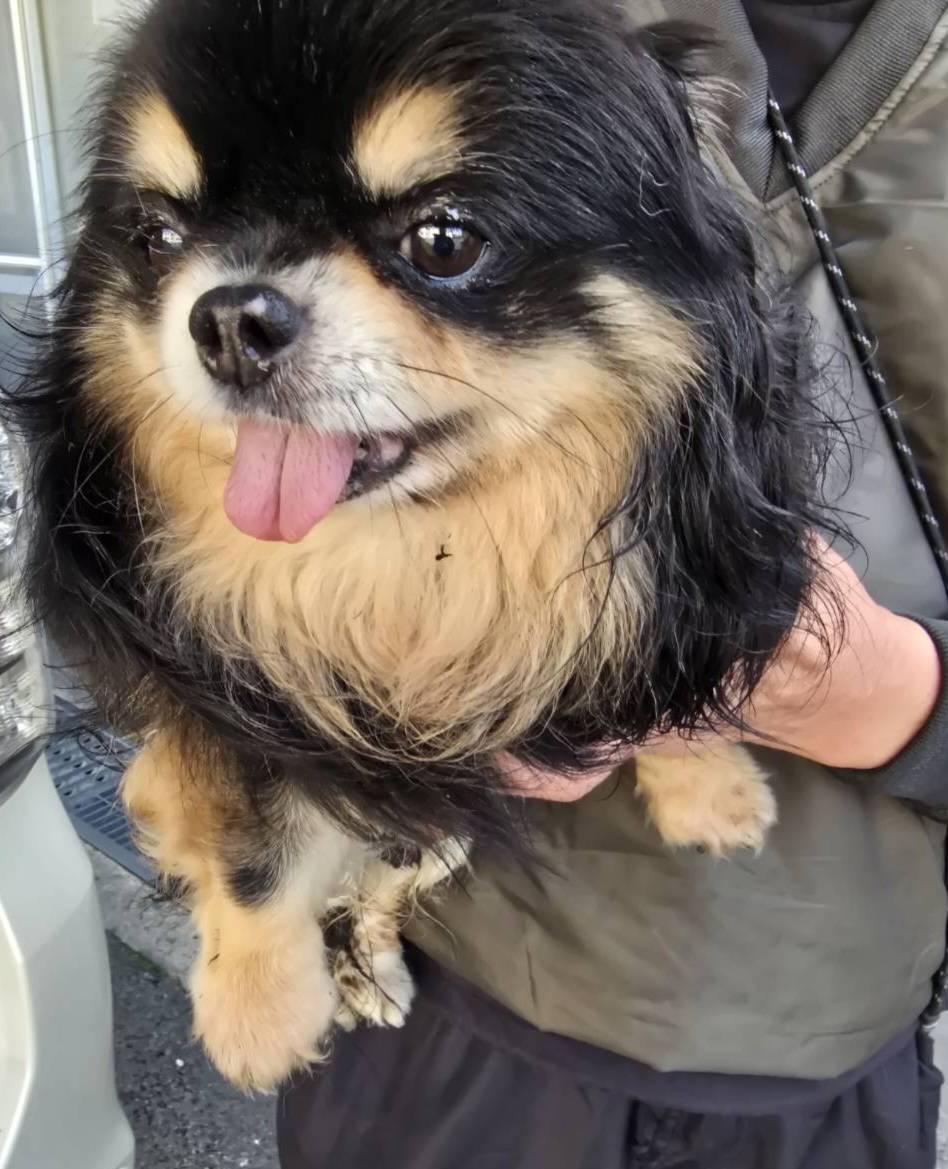 華clubで預かっている里親を探している保護犬です。