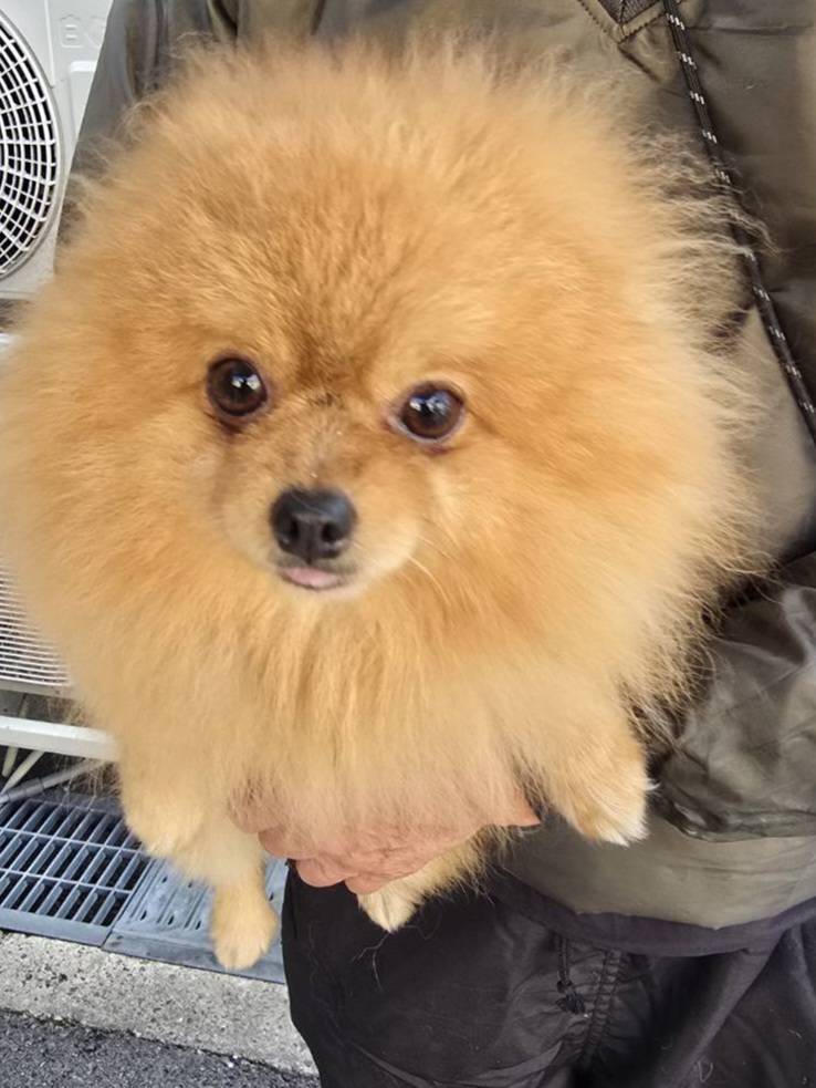 華clubで預かっている里親を探している保護犬です。