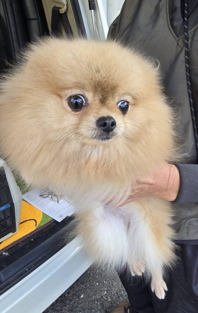 華clubで預かっている里親を探している保護犬です。