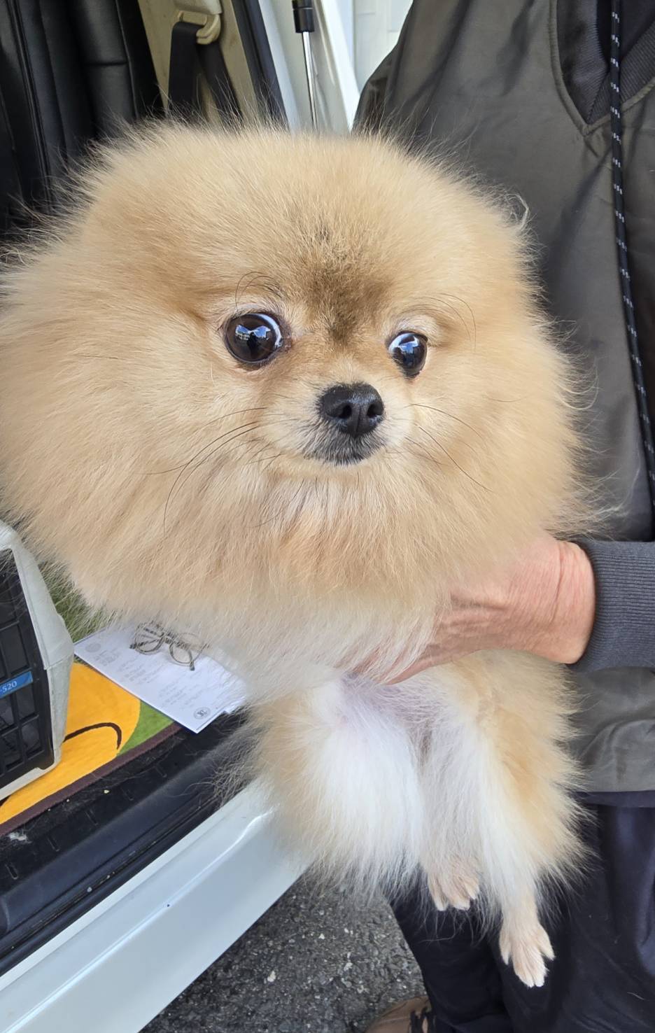 華clubで預かっている里親を探している保護犬です。