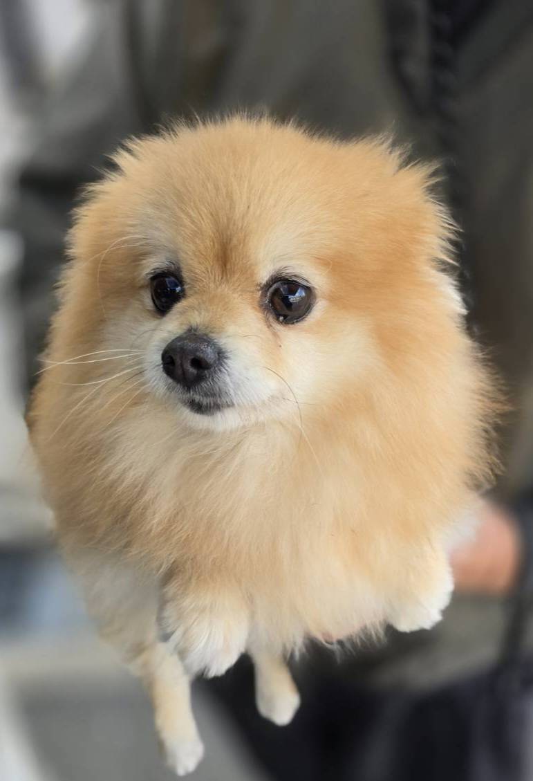 華clubで預かっている里親を探している保護犬です。