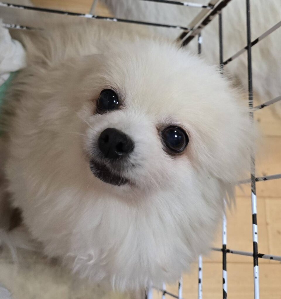 華clubで預かっている里親を探している保護犬です。