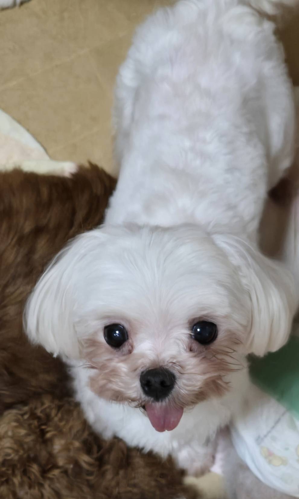 華clubで預かっている里親を探している保護犬です。