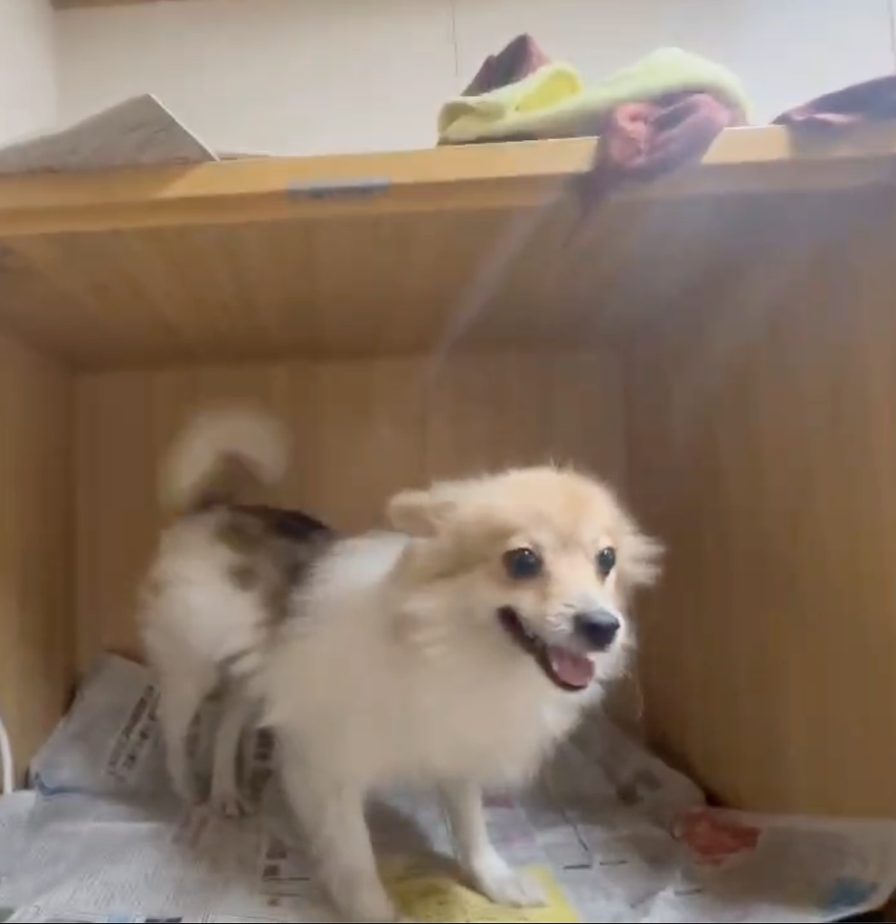 華clubで預かっている里親を探している保護犬です。