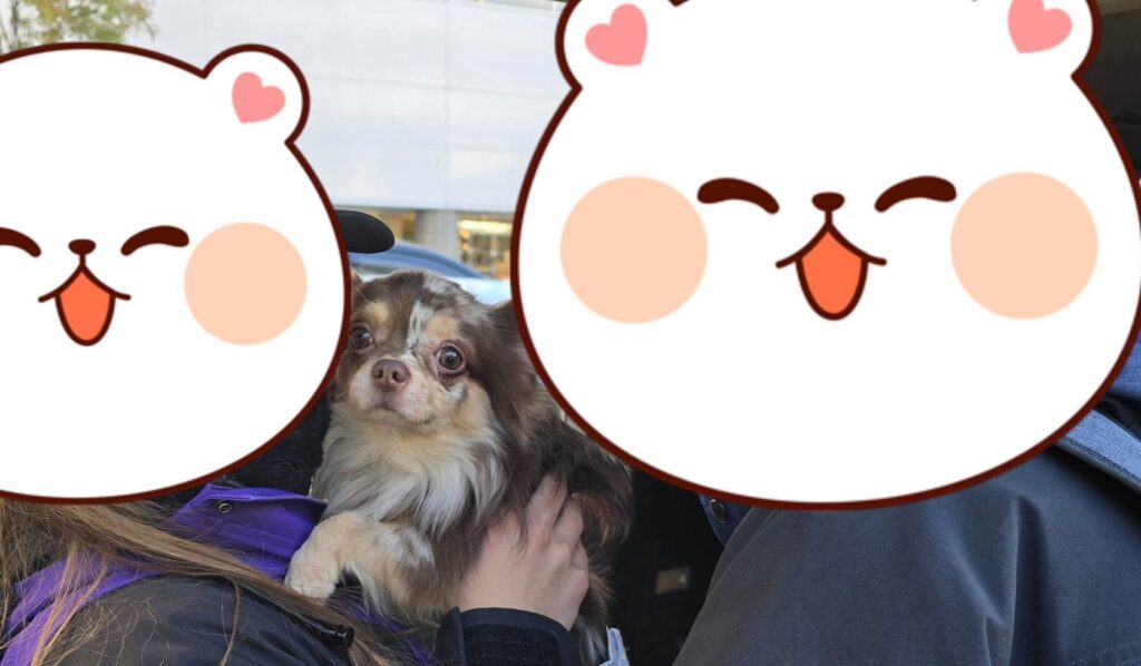 こちらの保護犬は里親様が決まりました