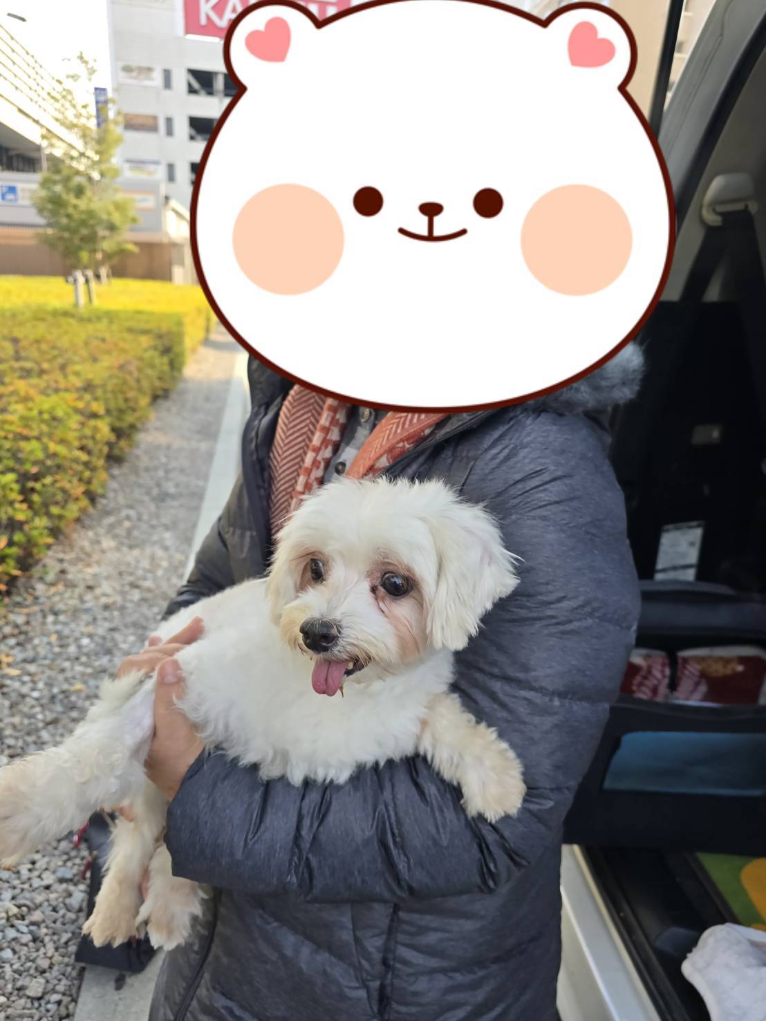 こちらの保護犬は里親様が決まりました