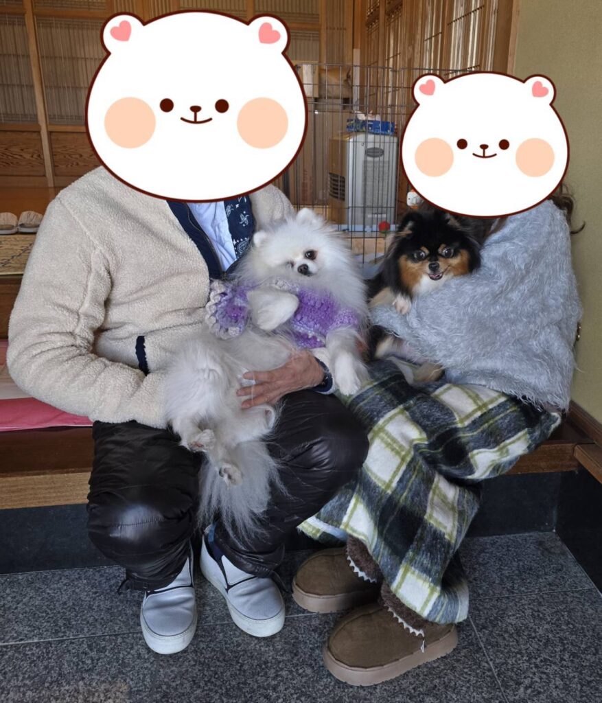 こちらの保護犬は里親様が決まりました