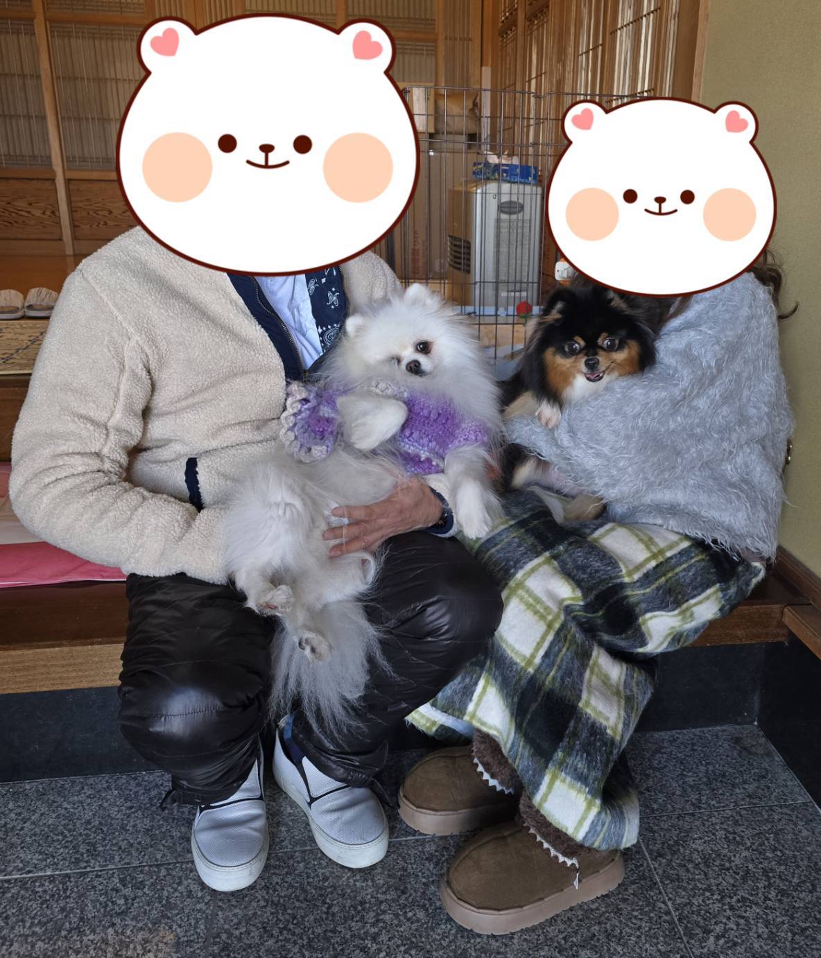 こちらの保護犬は里親様が決まりました