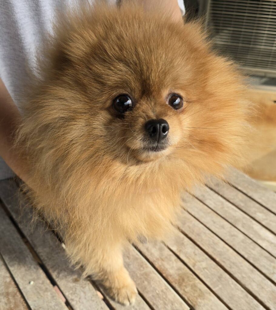 華clubで預かっている里親を探している保護犬です。