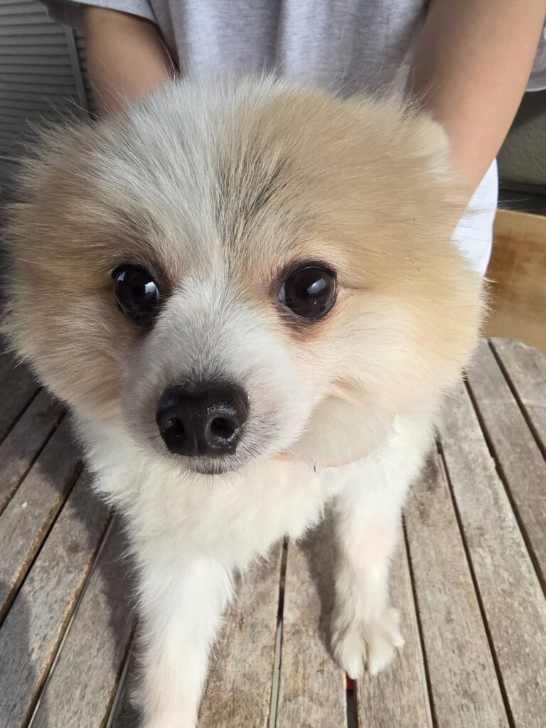 華clubで預かっている里親を探している保護犬です。