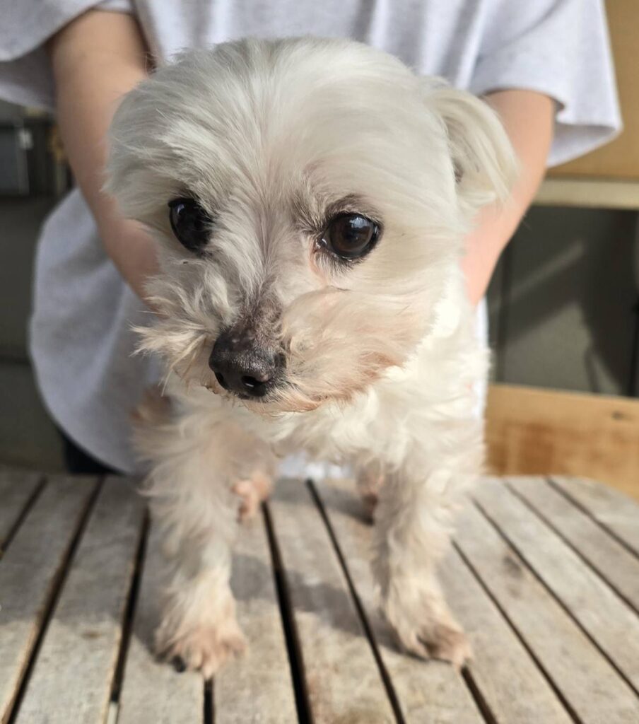 華clubで預かっている里親を探している保護犬です。