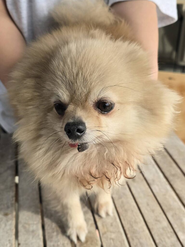 華clubで預かっている里親を探している保護犬です。