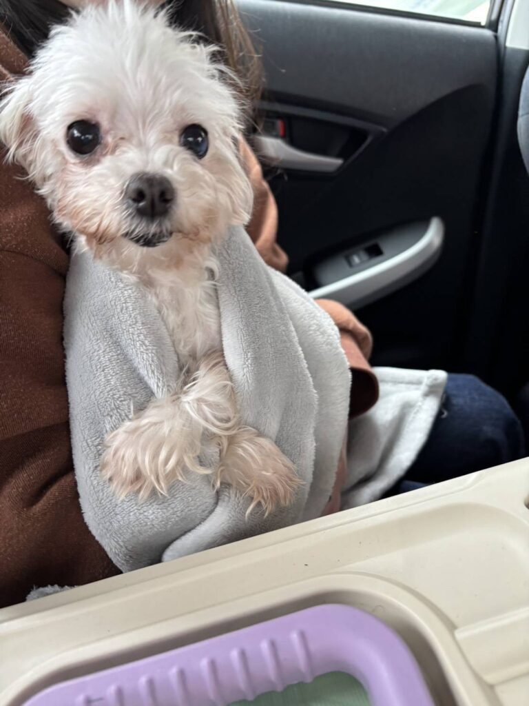 こちらの保護犬は里親様が決まりました