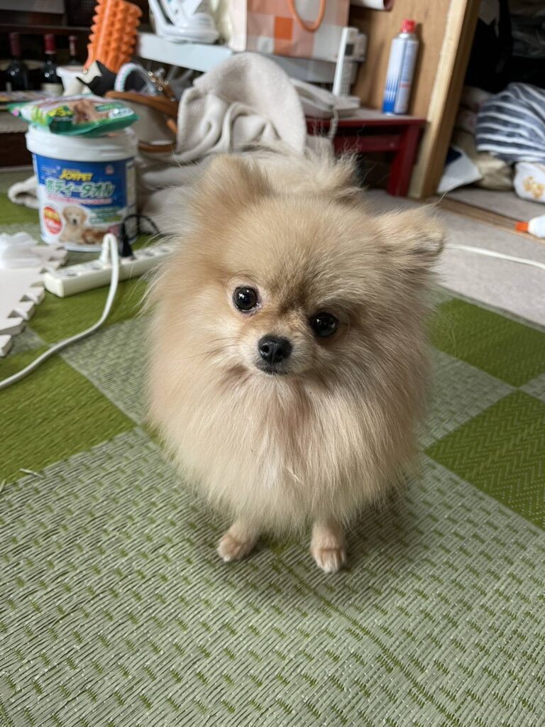 こちらの保護犬は里親様が決まりました