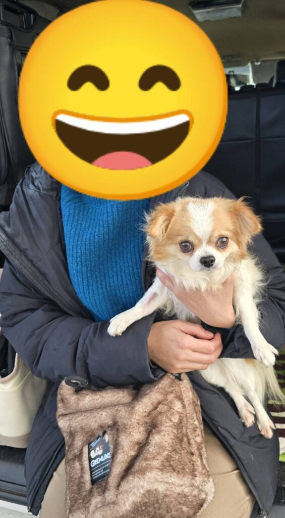 こちらの保護犬は里親様が決まりました