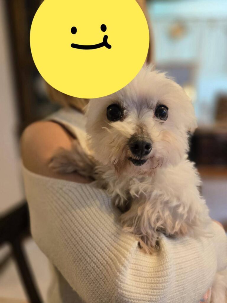 こちらの保護犬は里親様が決まりました