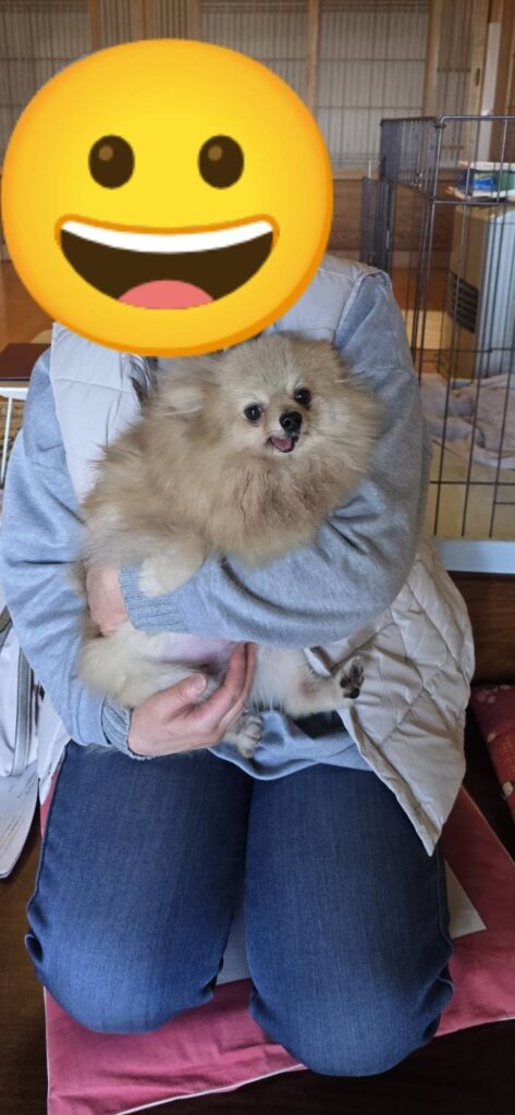 こちらの保護犬は里親様が決まりました