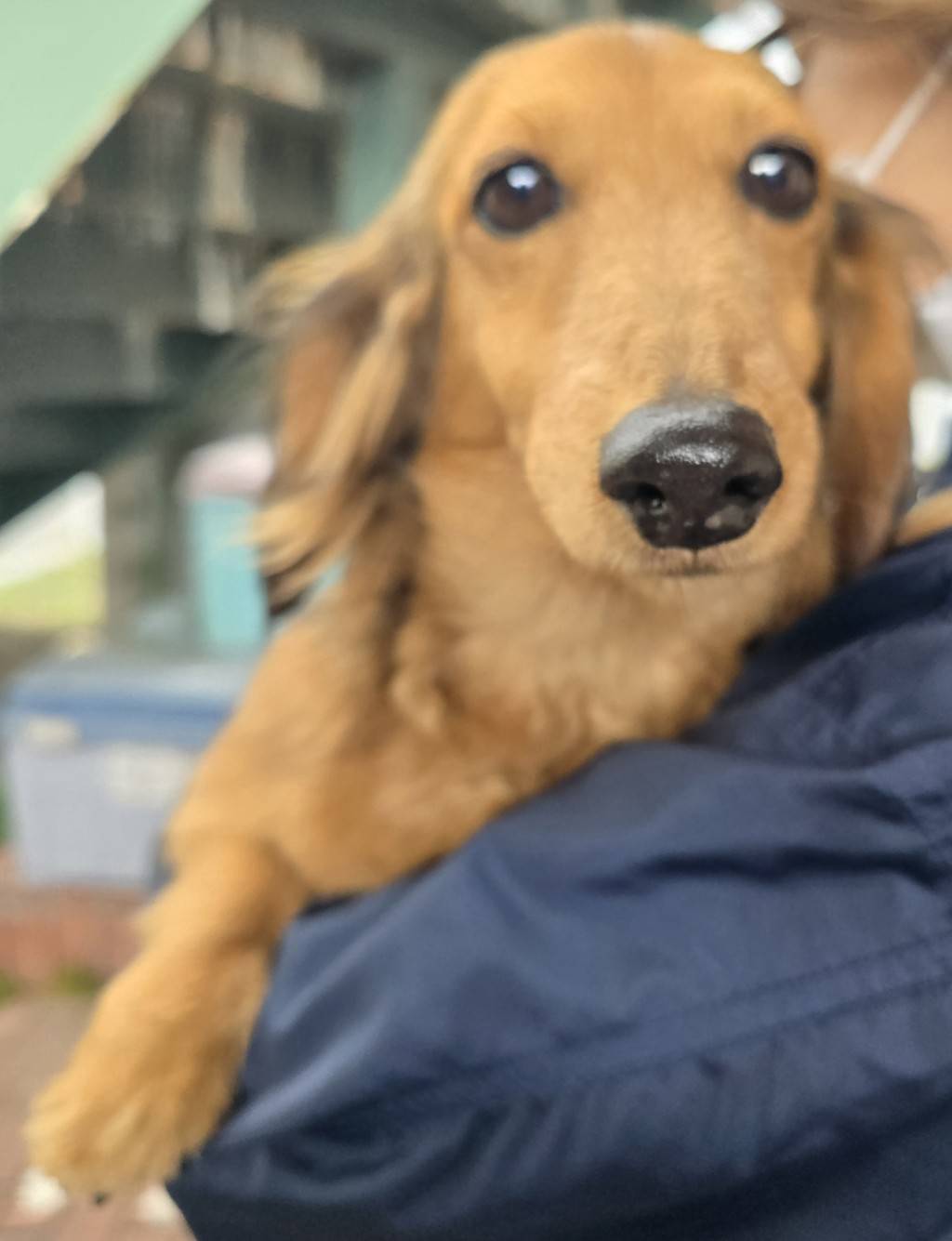 華clubで預かっている里親を探している保護犬です。