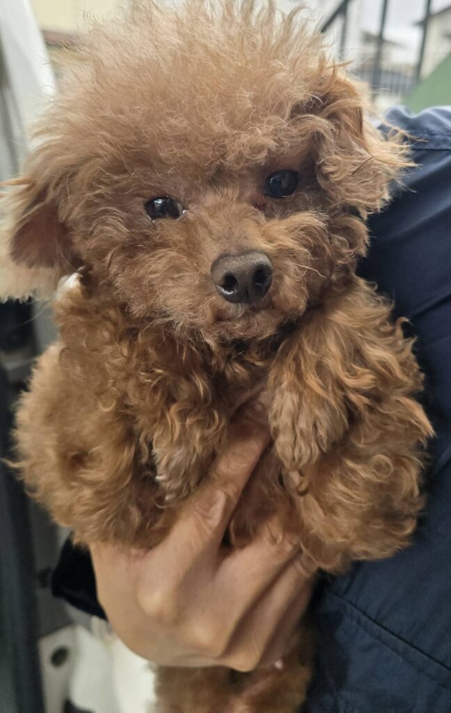 華clubで預かっている里親を探している保護犬です。