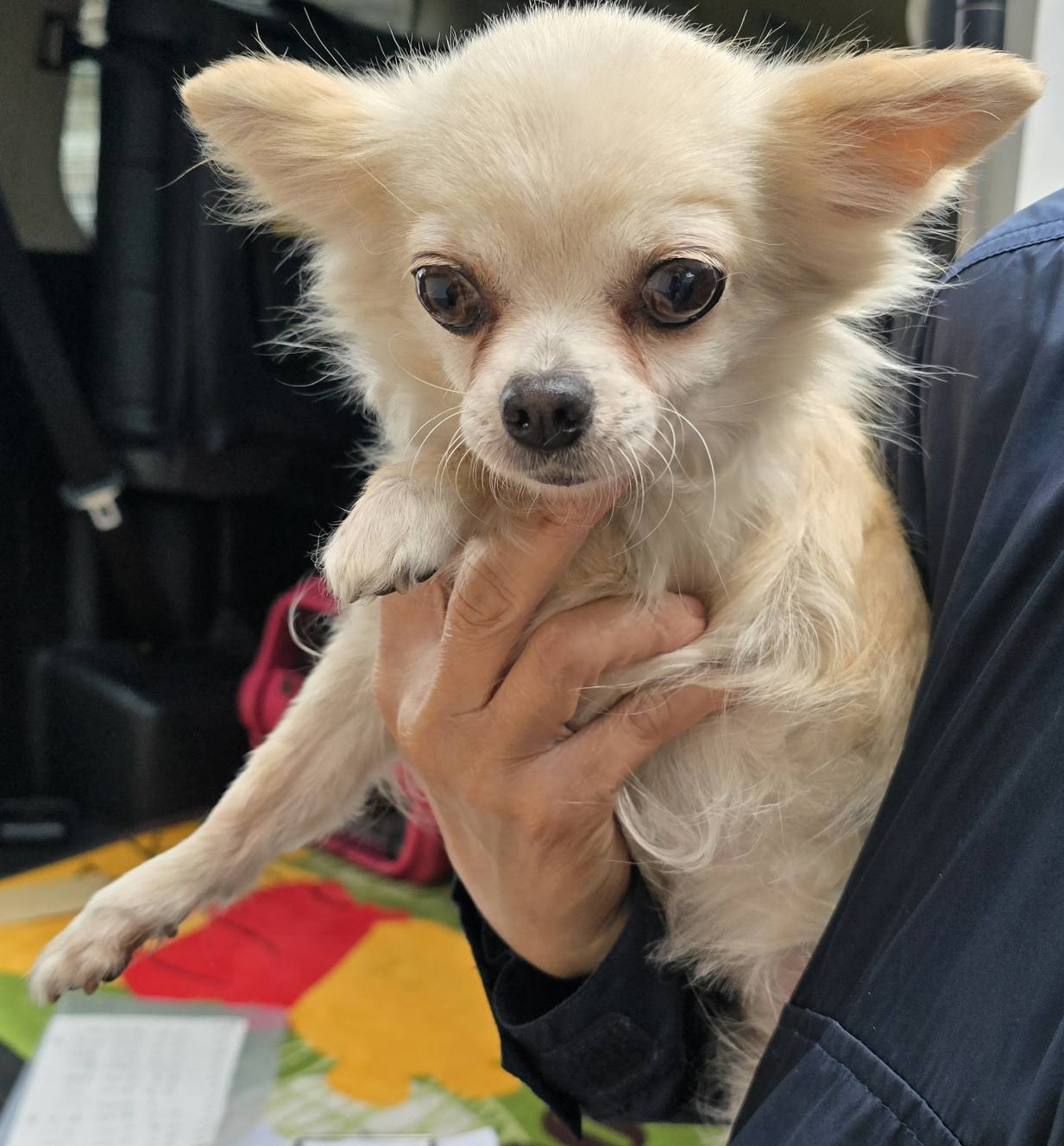 華clubで預かっている里親を探している保護犬です。