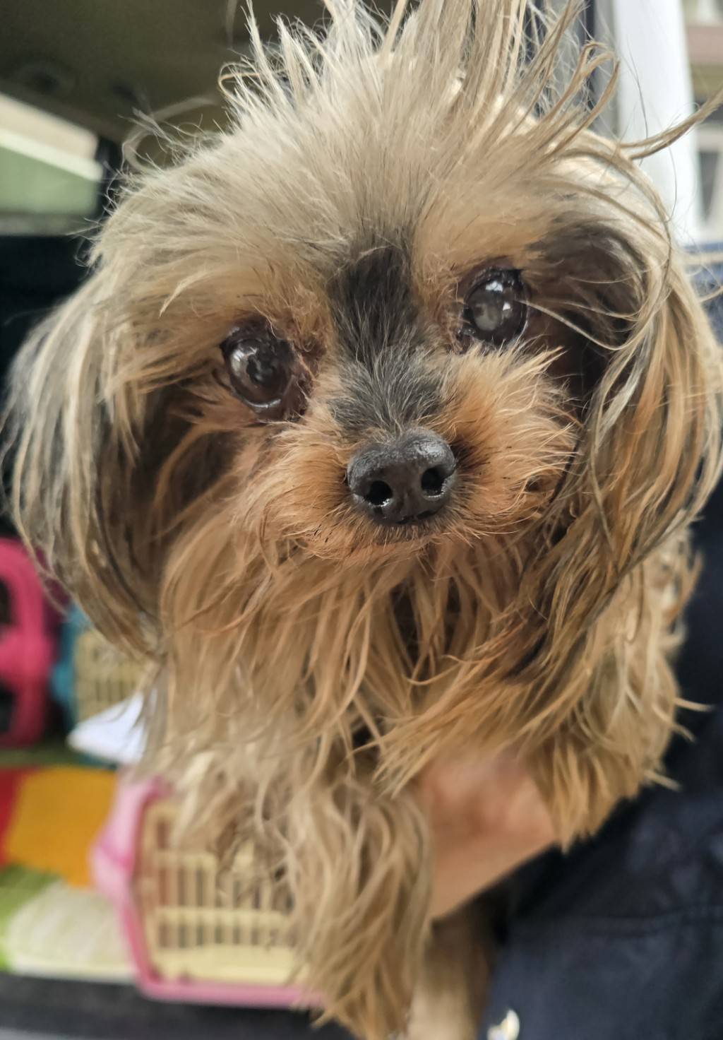 華clubで預かっている里親を探している保護犬です。