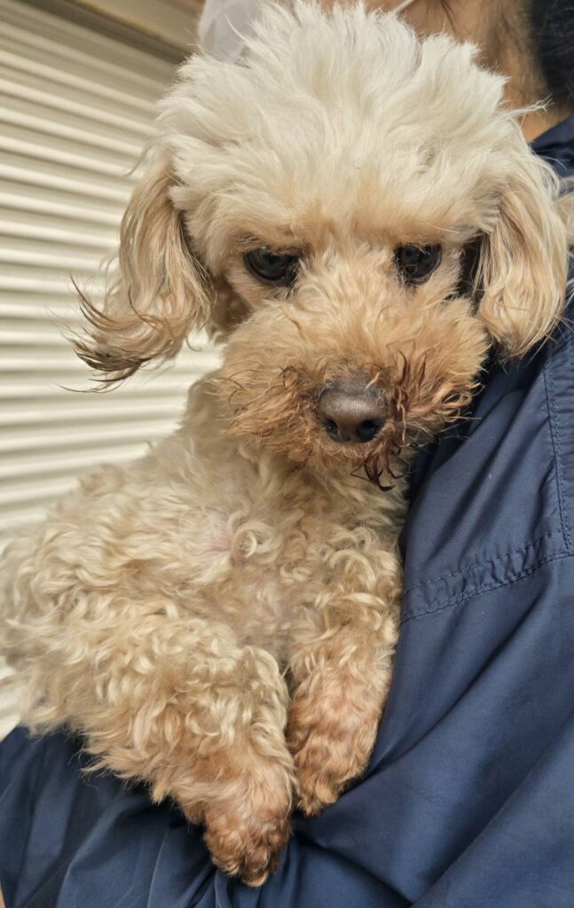 華clubで預かっている里親を探している保護犬です。