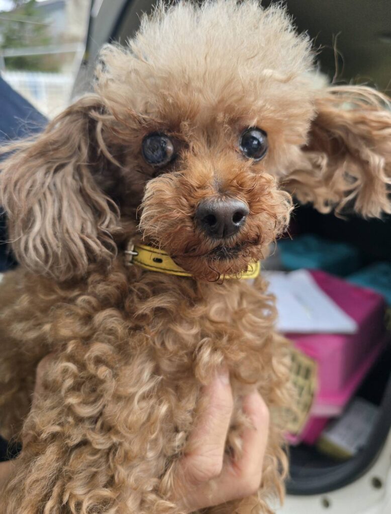 華clubで預かっている里親を探している保護犬です。