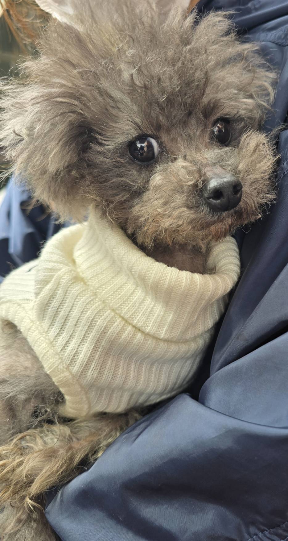 華clubで預かっている里親を探している保護犬です。