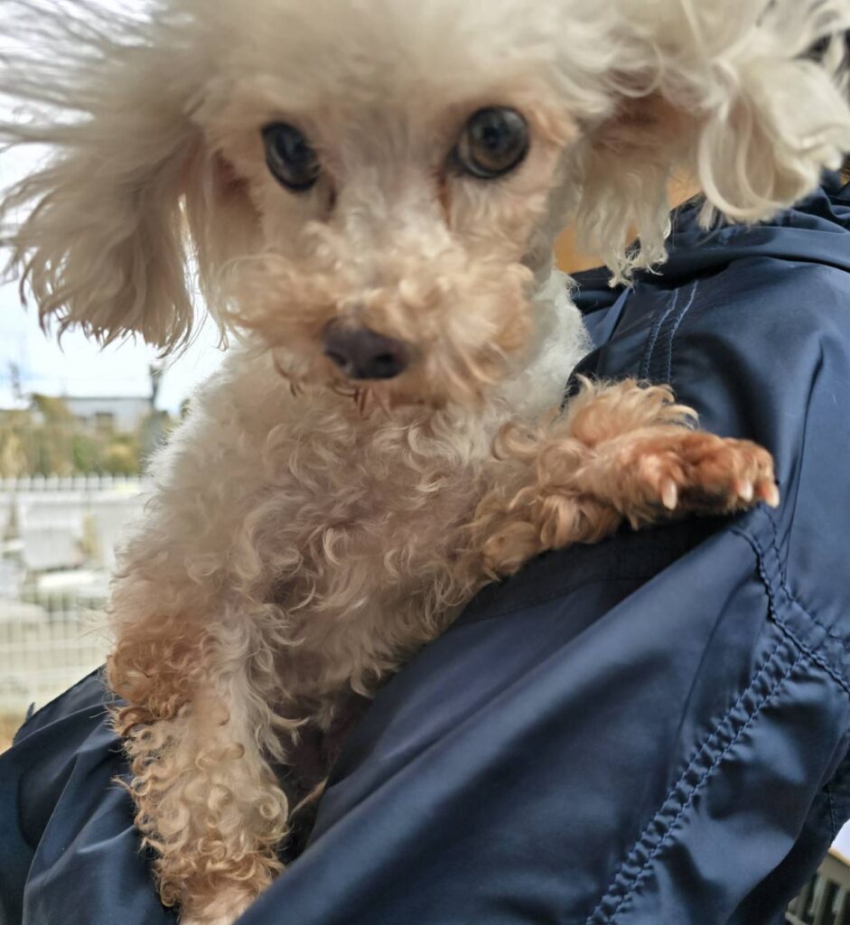 華clubで預かっている里親を探している保護犬です。