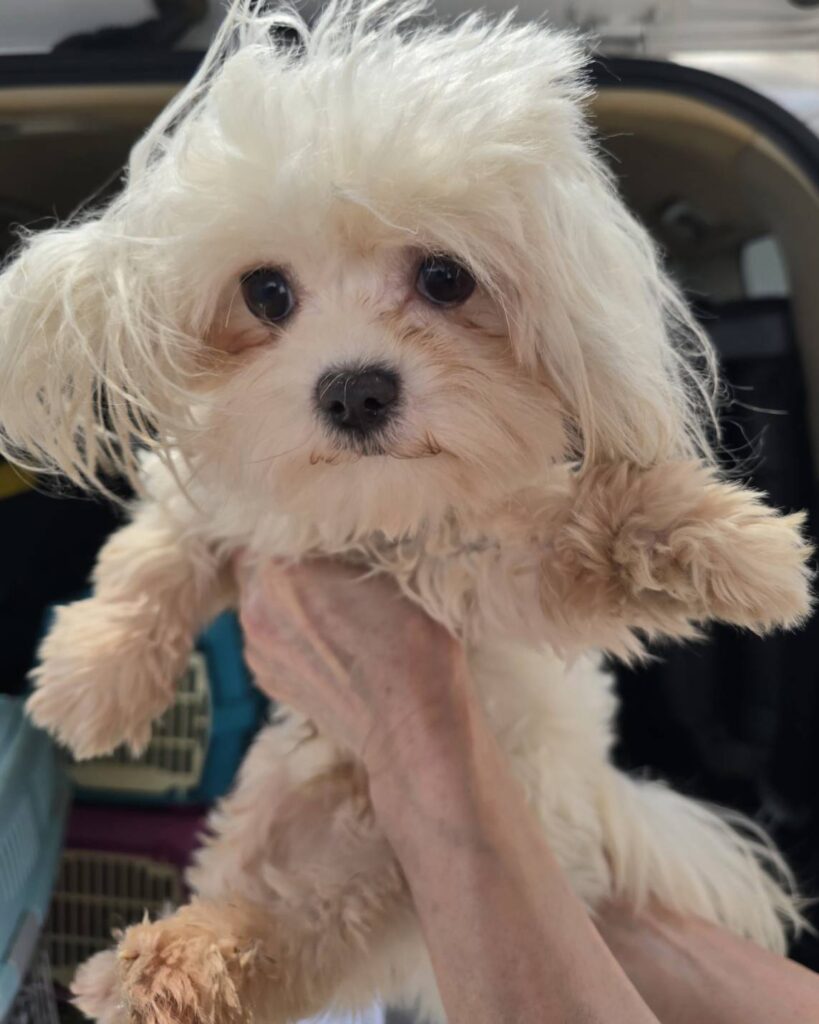 華clubで預かっている里親を探している保護犬です。