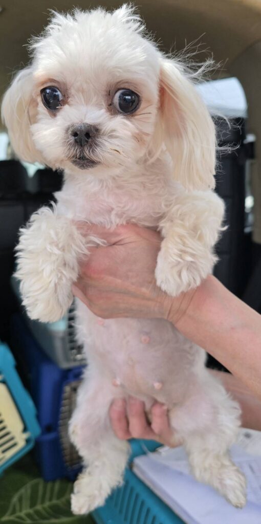 華clubで預かっている里親を探している保護犬です。