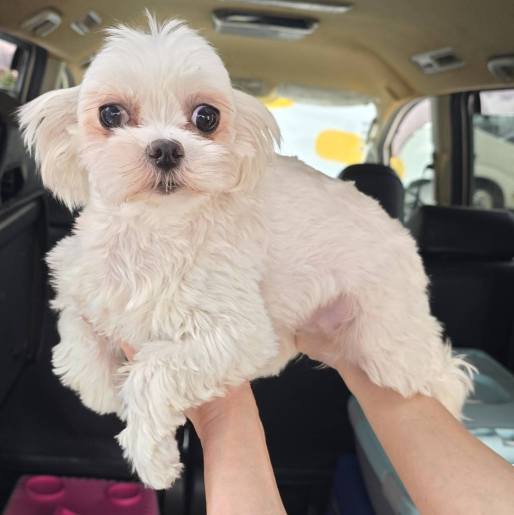 華clubで預かっている里親を探している保護犬です。