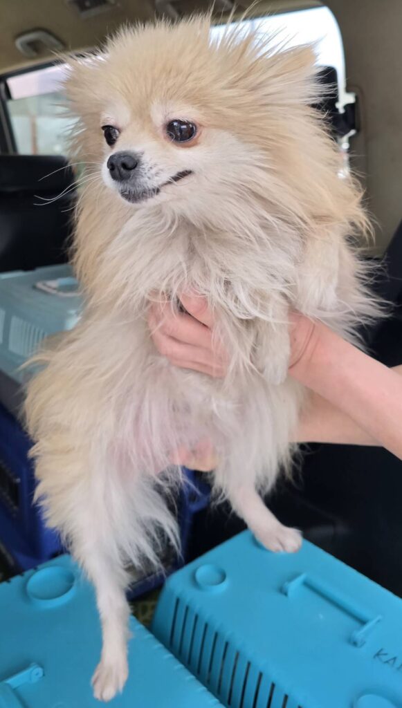 華clubで預かっている里親を探している保護犬です。