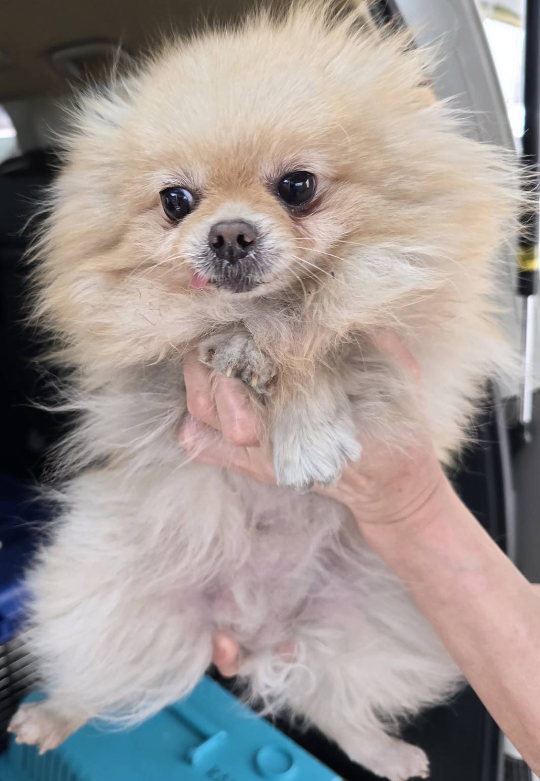 華clubで預かっている里親を探している保護犬です。