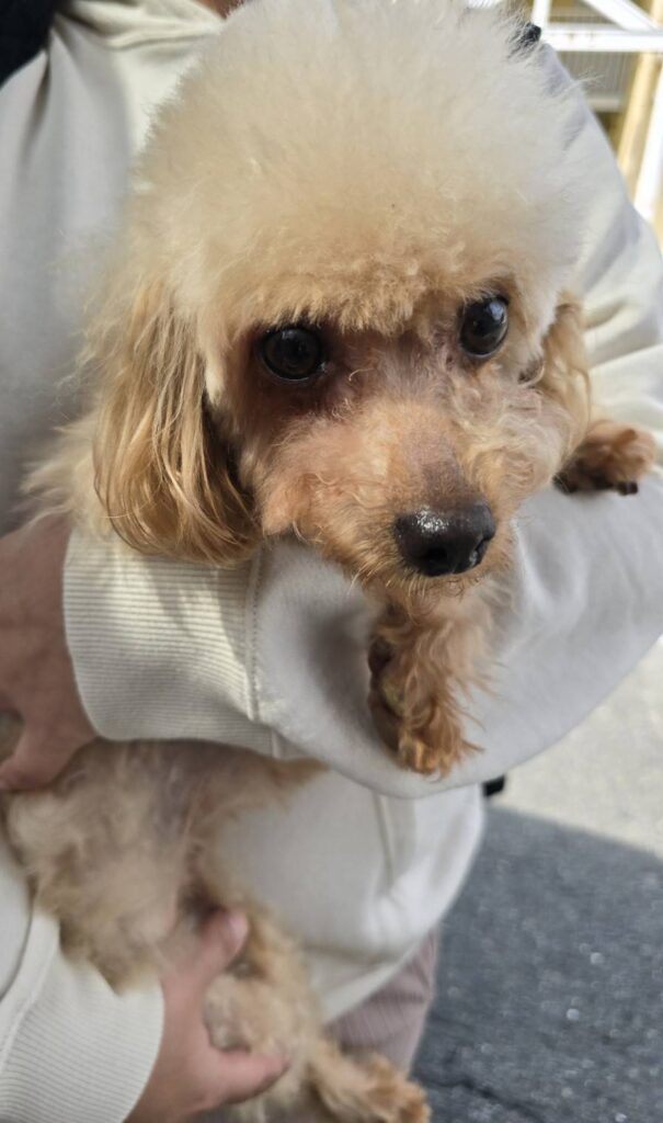 華clubで預かっている里親を探している保護犬です。