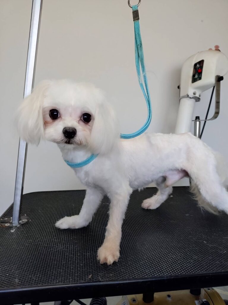 華clubで預かっている里親を探している保護犬です。