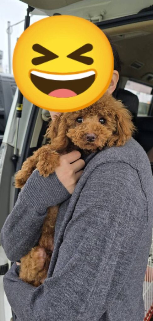 こちらの保護犬は里親様が決まりました