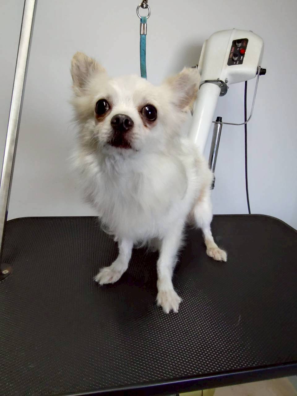 華clubで預かっている里親を探している保護犬です。