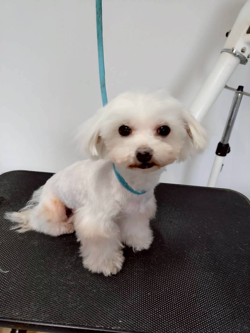 華clubで預かっている里親を探している保護犬です。