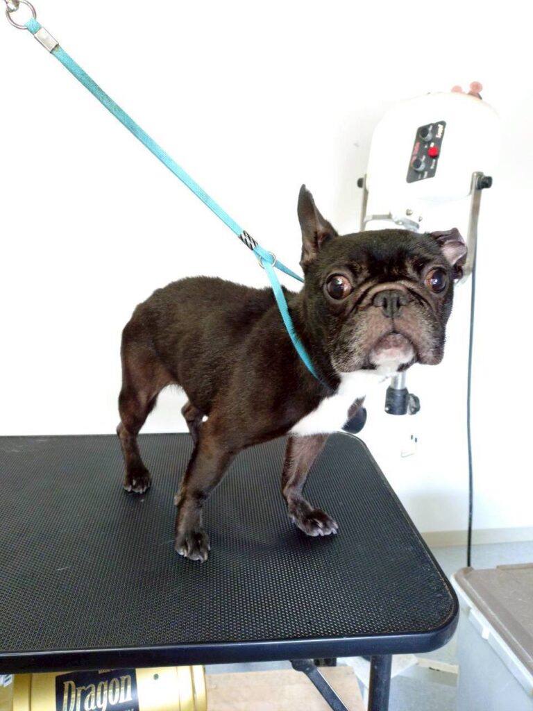 華clubで預かっている里親を探している保護犬です。