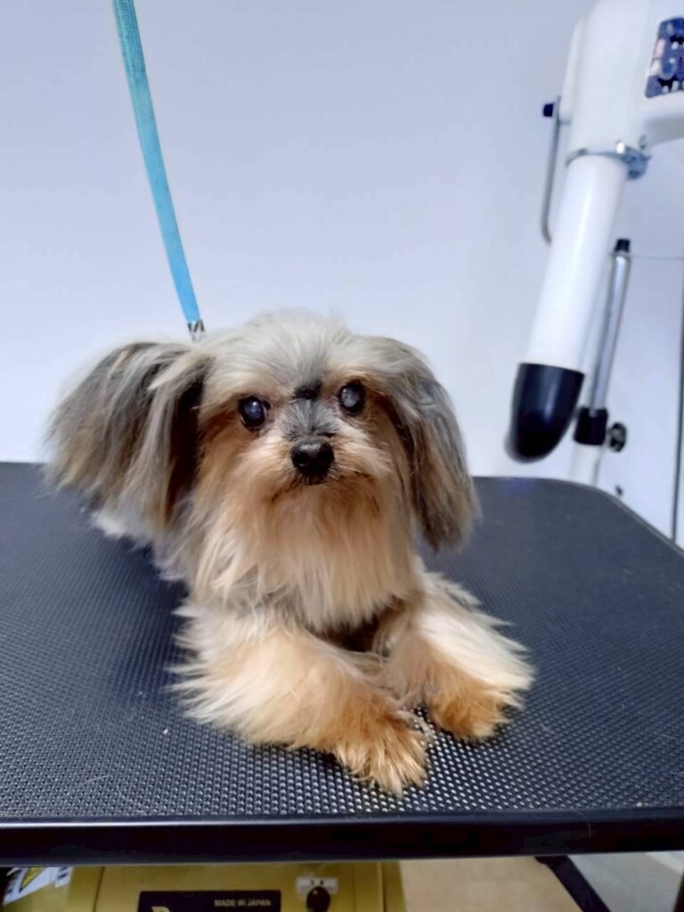 華clubで預かっている里親を探している保護犬です。