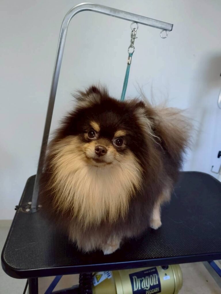 華clubで預かっている里親を探している保護犬です。