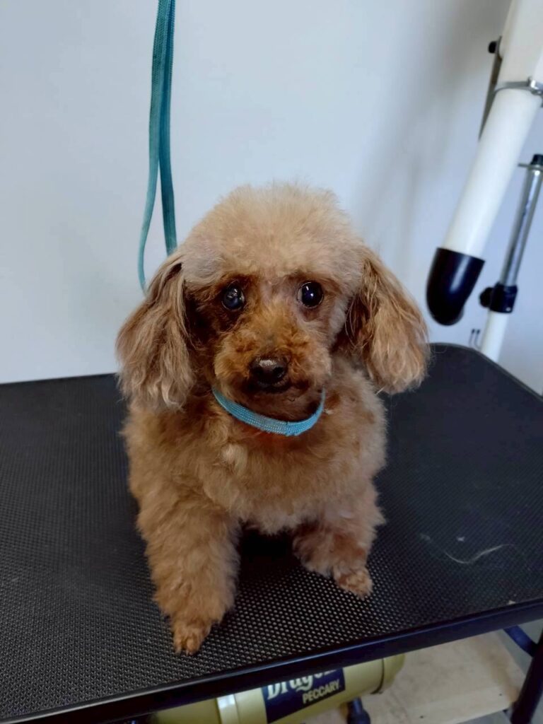 華clubで預かっている里親を探している保護犬です。