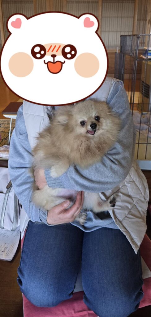 こちらの保護犬は里親様が決まりました